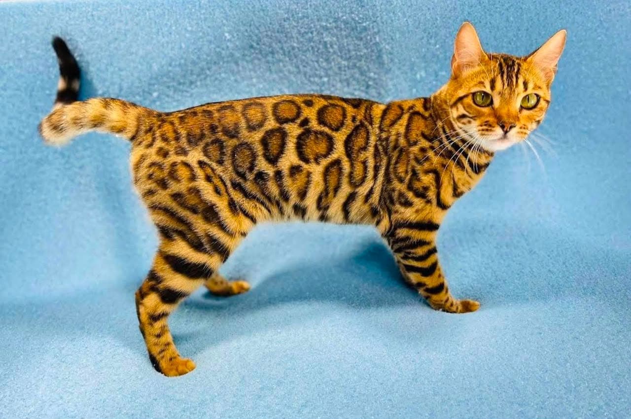 One of our rosetted Bengal cats
