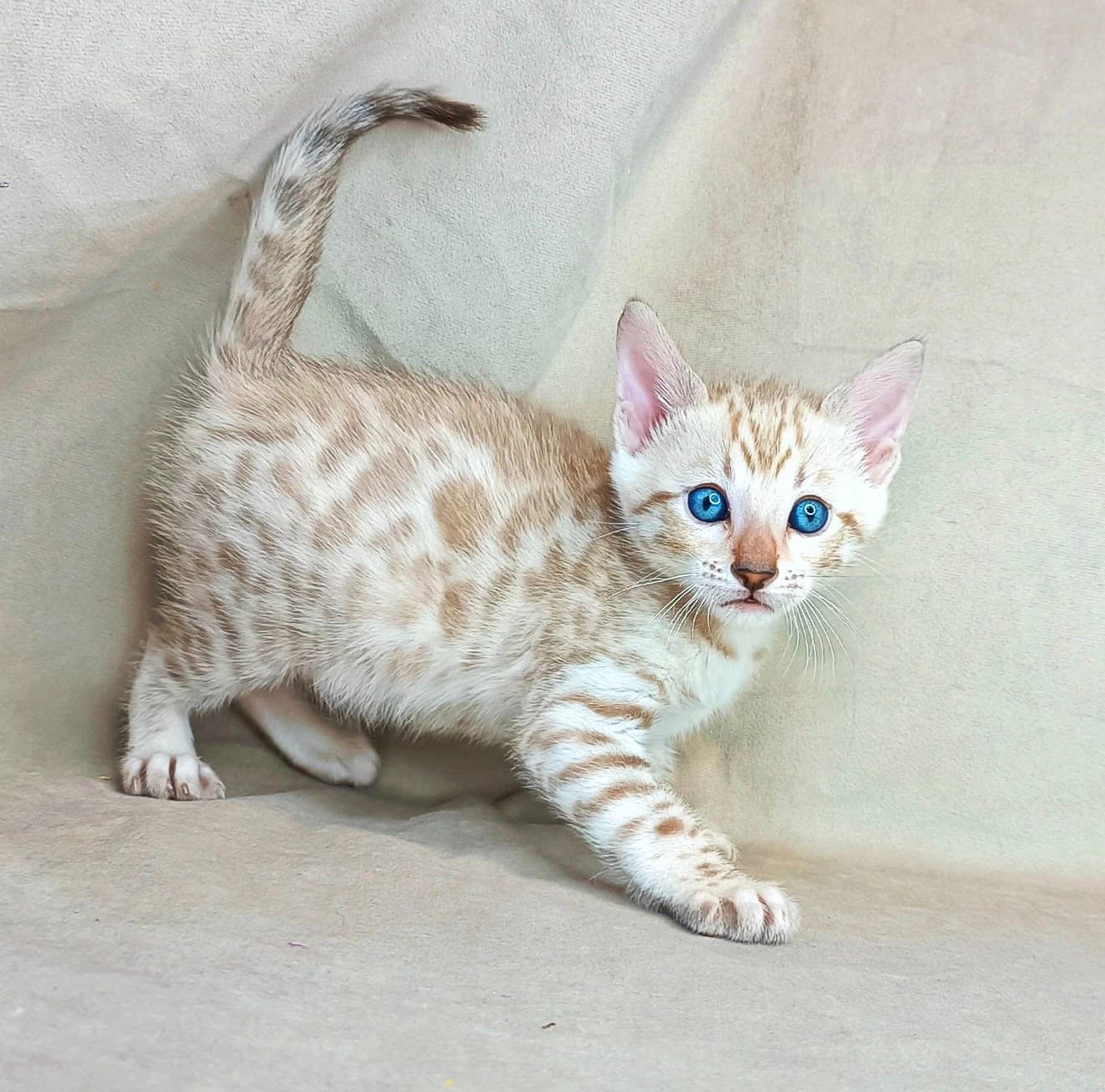 luna, a Bengal kitten