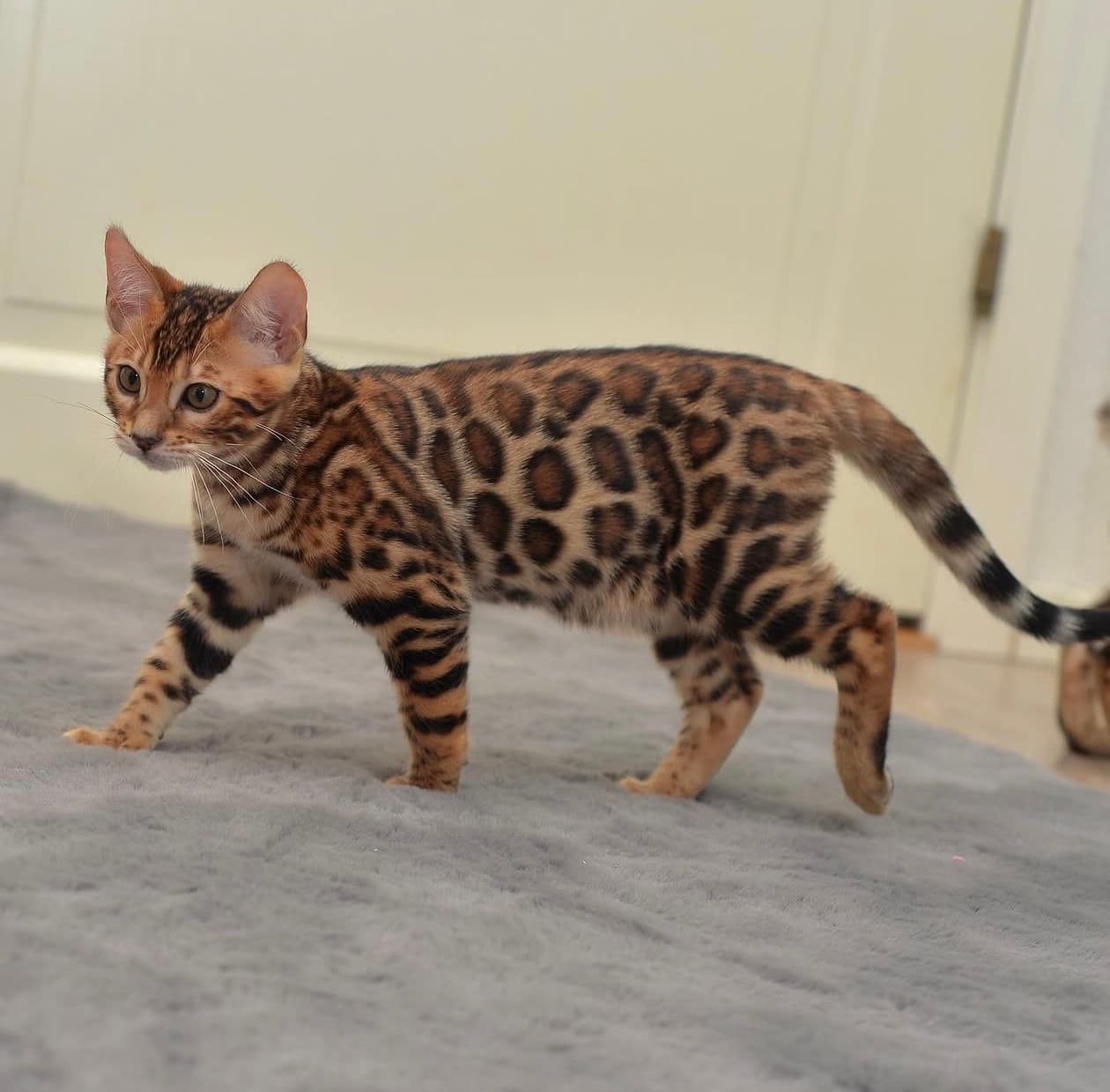 George, a Bengal kitten