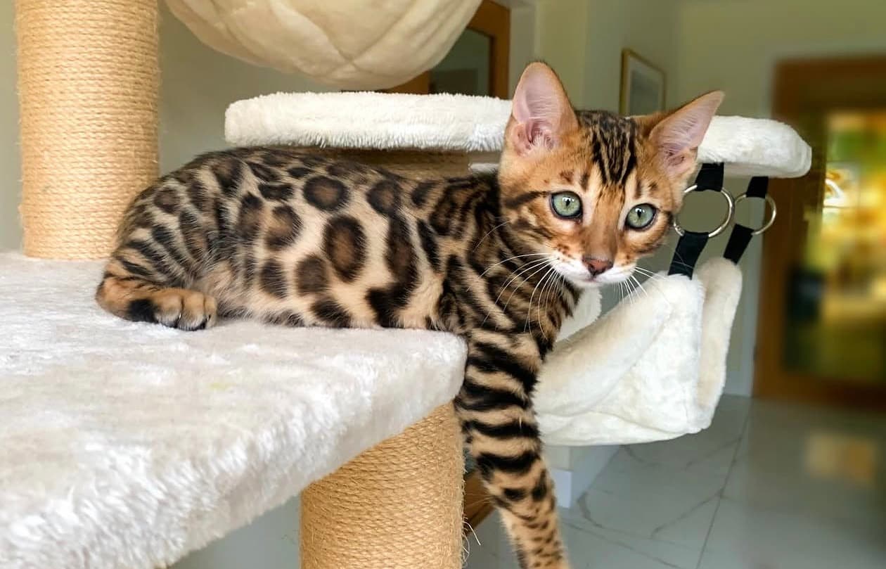 Zuri, a Bengal kitten