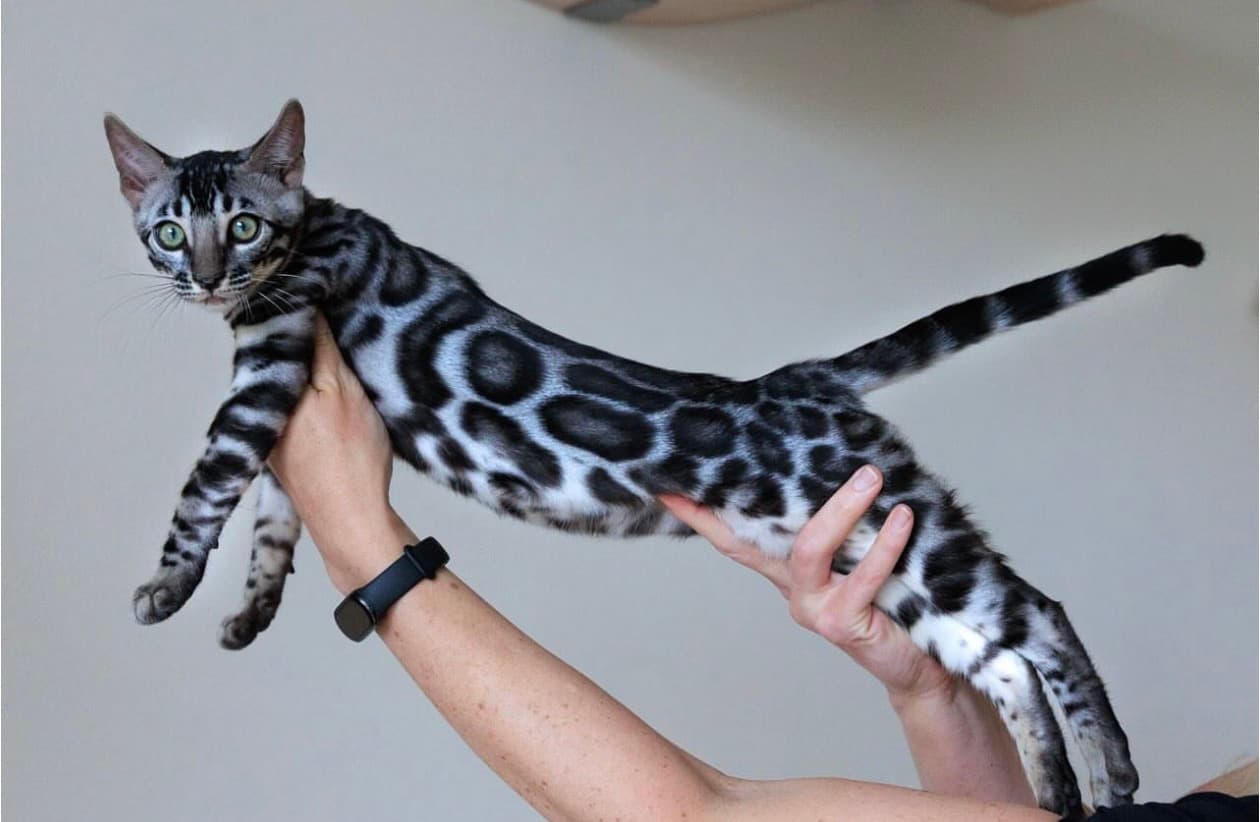 Skye, a Bengal kitten