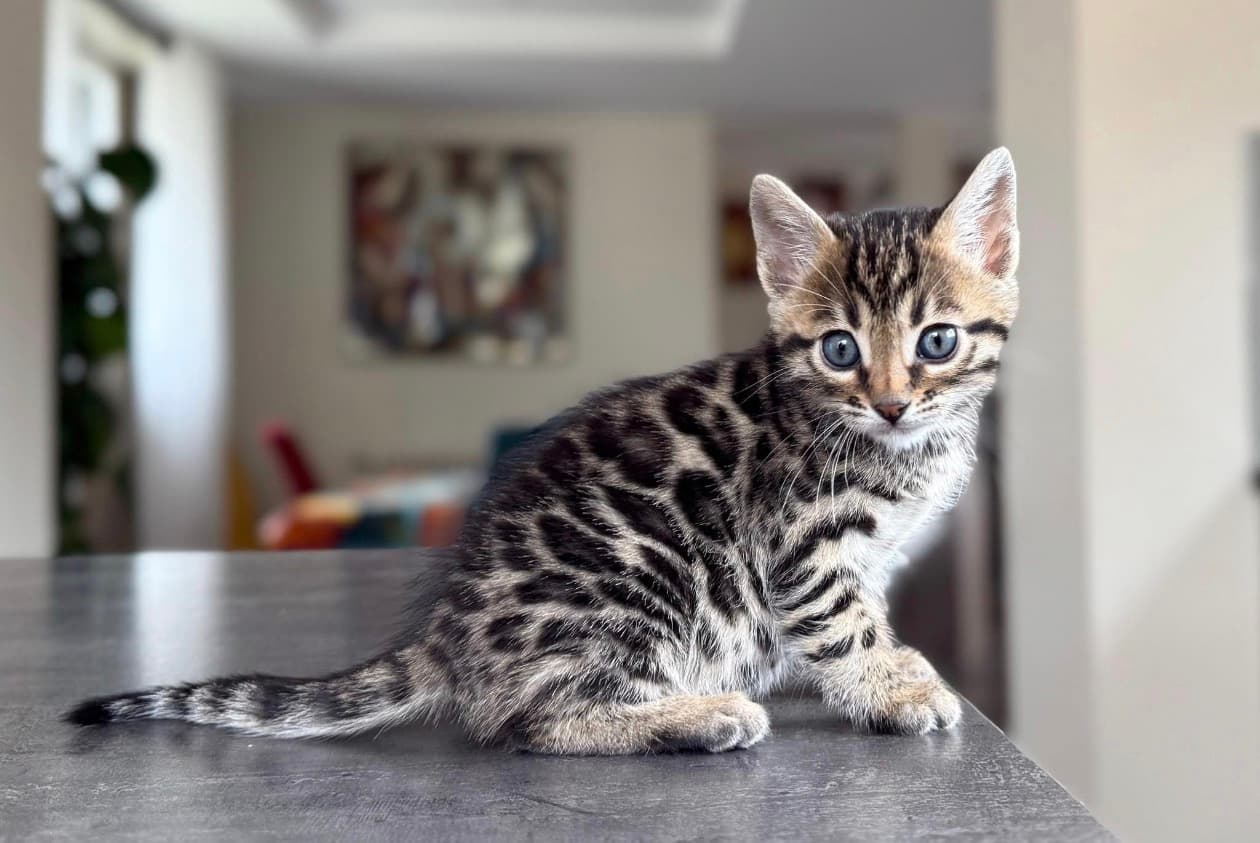 Loki, a Bengal kitten