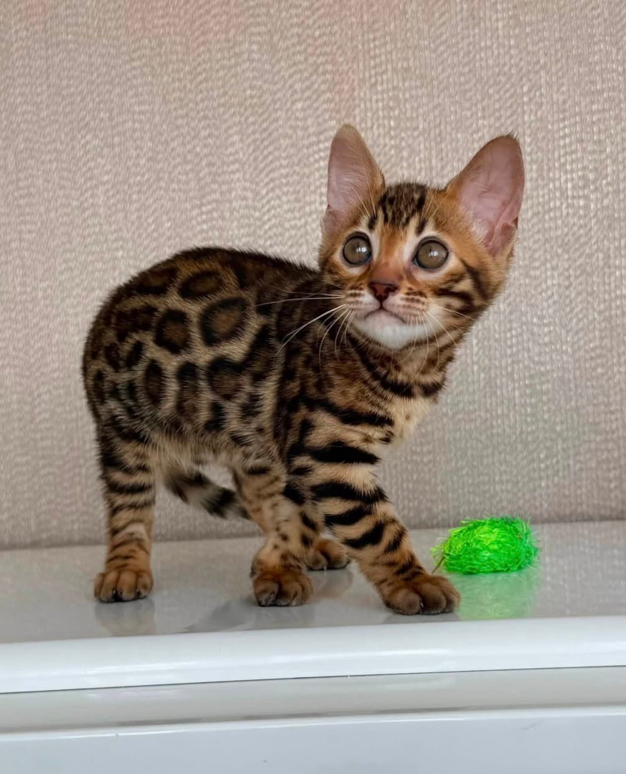 Sasha, a Bengal kitten