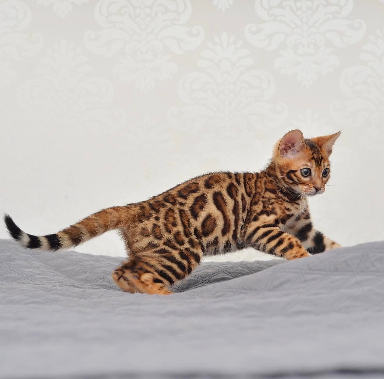 OJI, a Bengal kitten