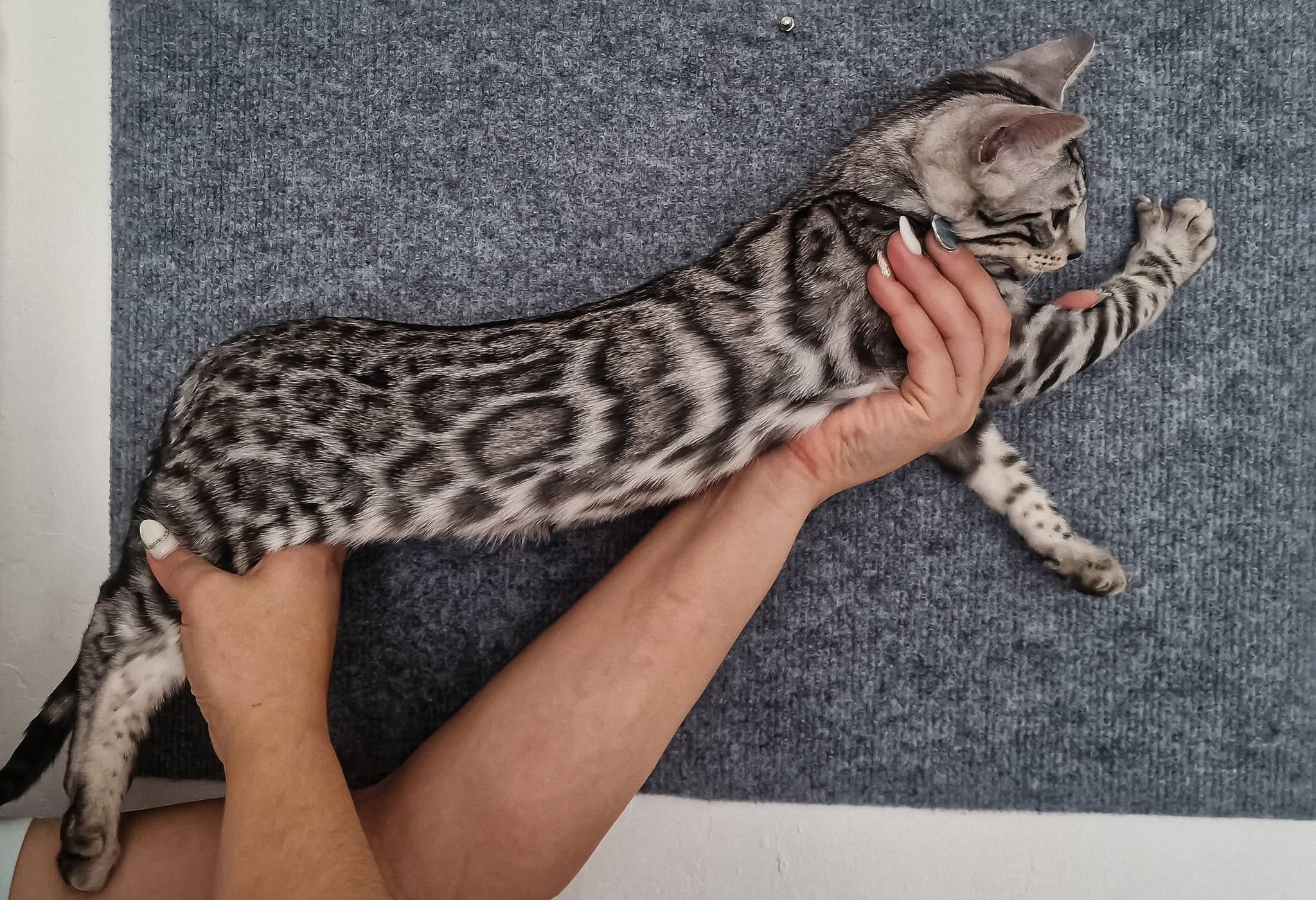 Melly, a Bengal kitten