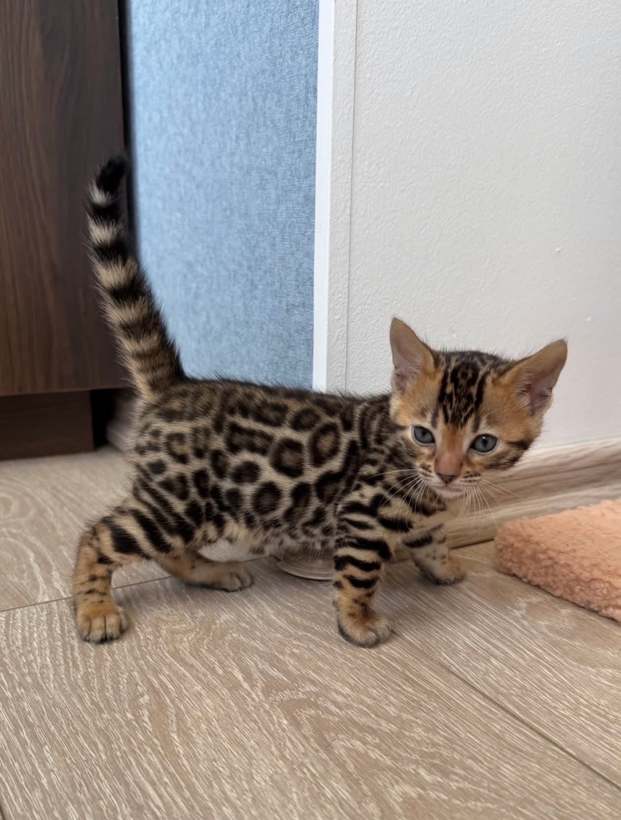 Kira, a Bengal kitten