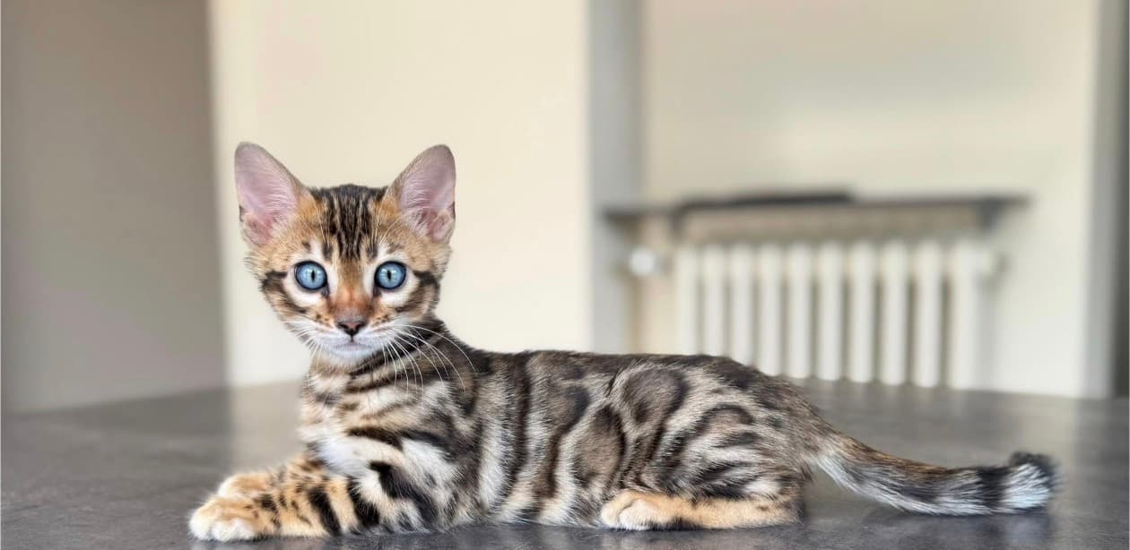 Leo, a Bengal kitten