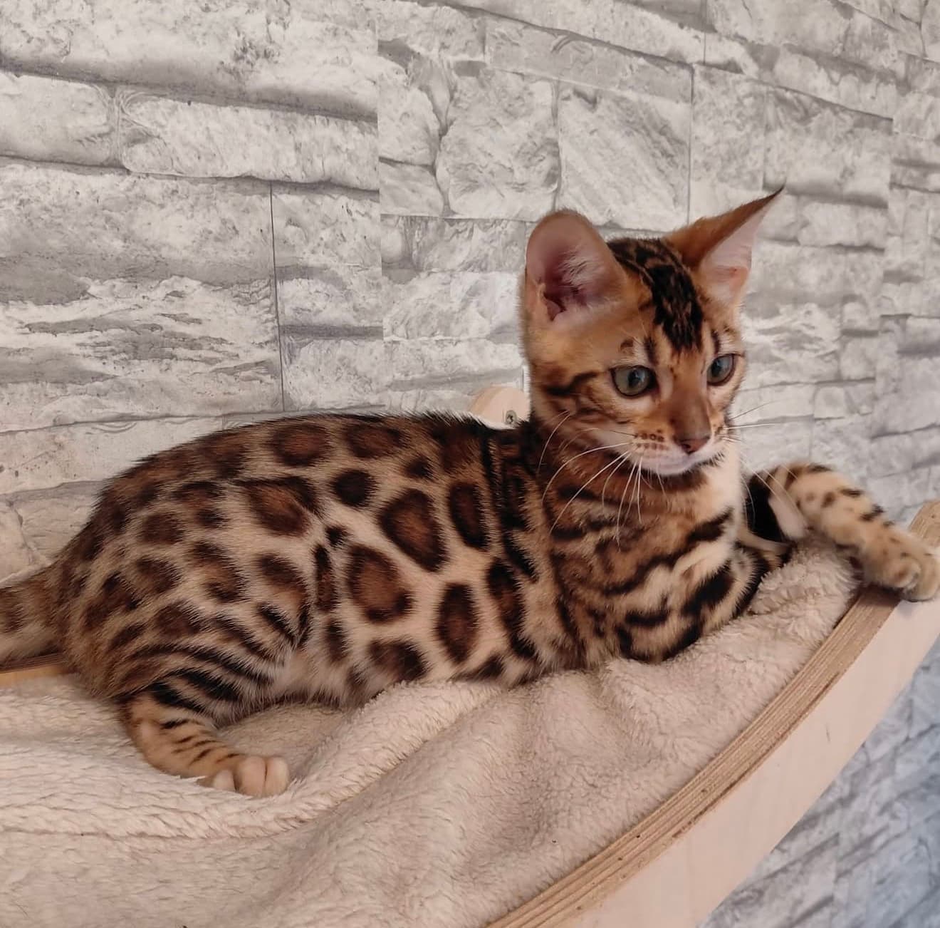 Tommy boy, a Bengal kitten