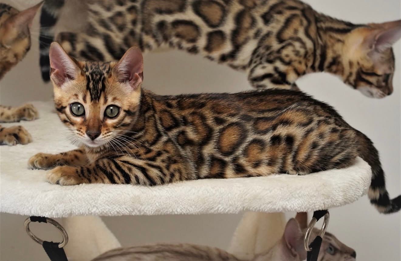 Oliver, a Bengal kitten kitten