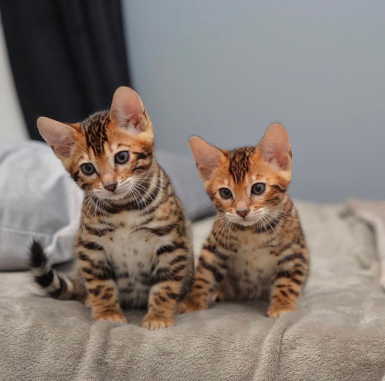 Skye & Suki, a Bengal kitten