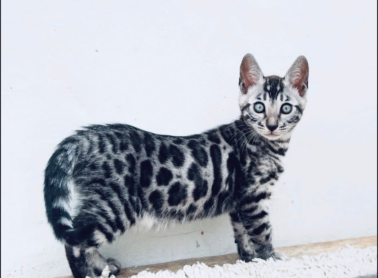 Bieko, a Bengal kitten
