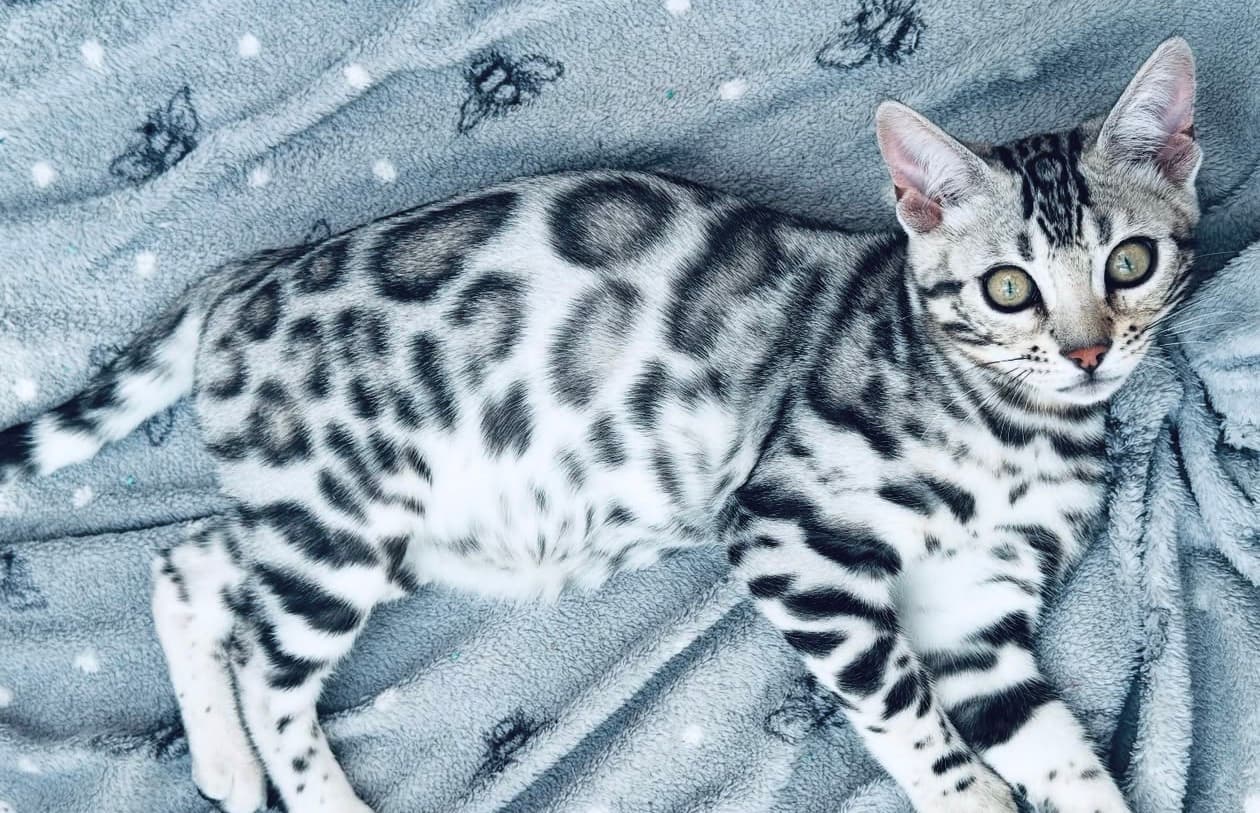 Bieko, a Bengal kitten