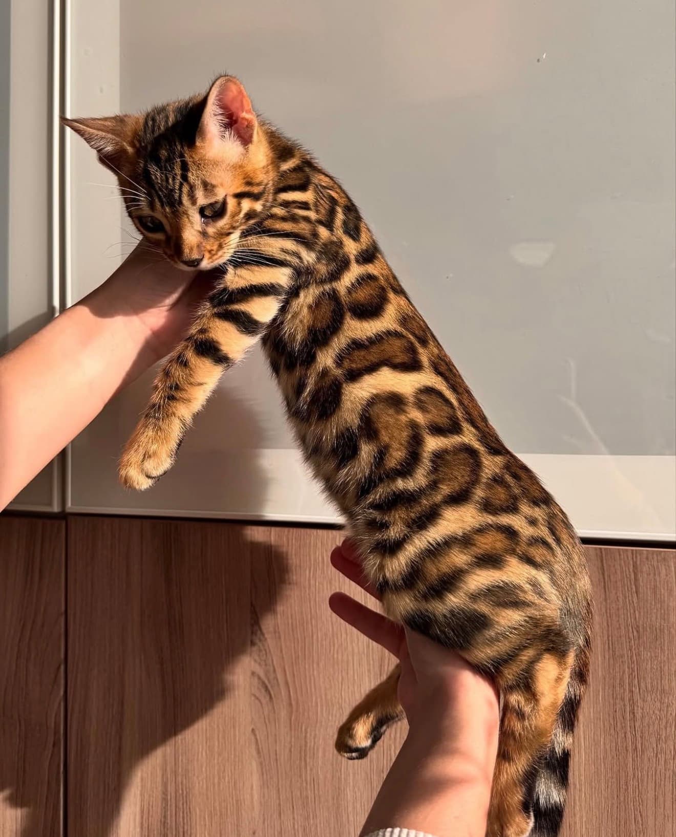 Phoenix, a Bengal kitten