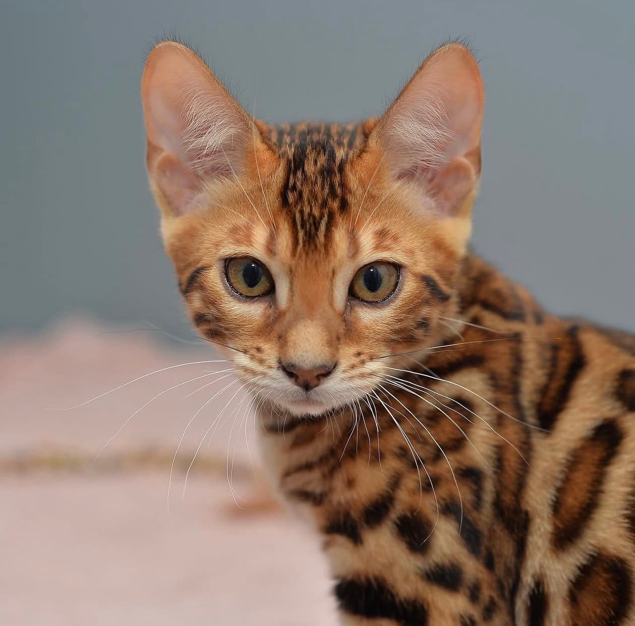Sheltie, a Bengal kitten