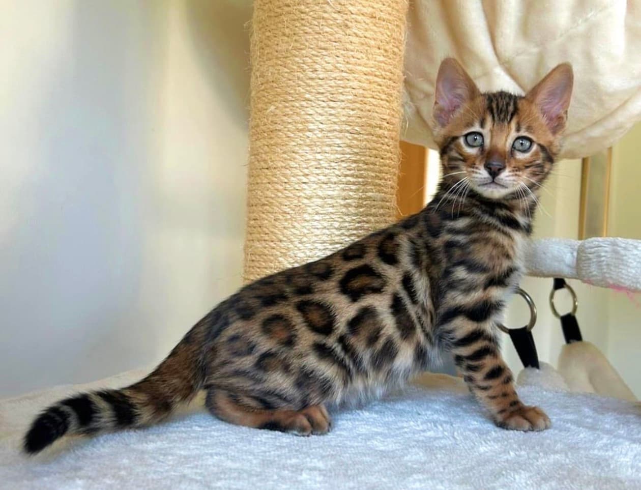 Hunter, a Bengal kitten