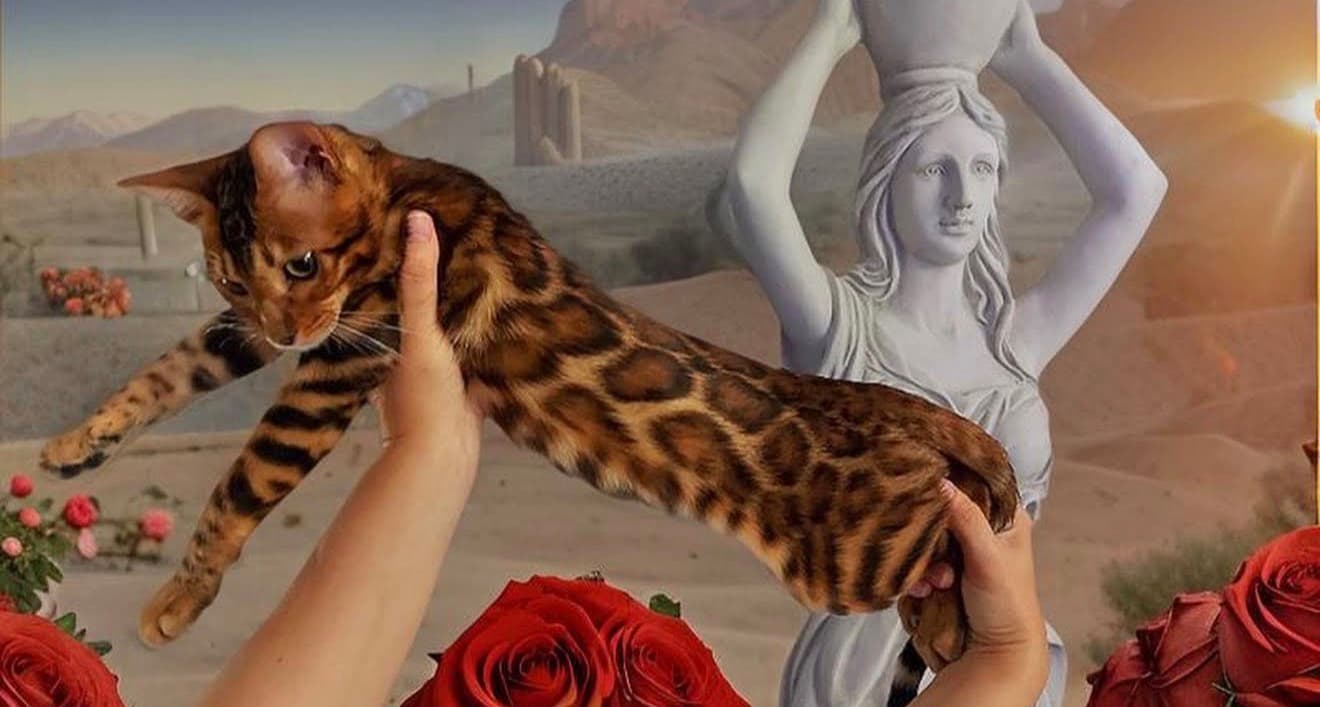Blossom ๐ธ, a Bengal kitten